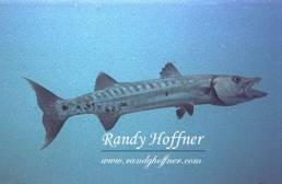 Open Mouthed Barracuda 1.jpg